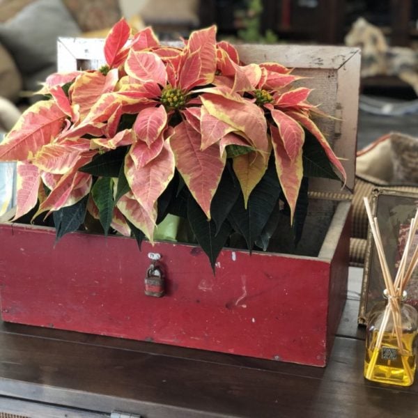 Christmas Hand Print Art, Christmas Home Tour, and an Easy and Beautiful Christmas Dessert